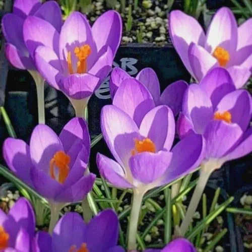 Lukovica Krokus, šafran - Crocus Barrs Purple 15/1	