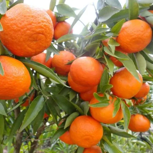 Mandarina - c2 l - 50/60 cm