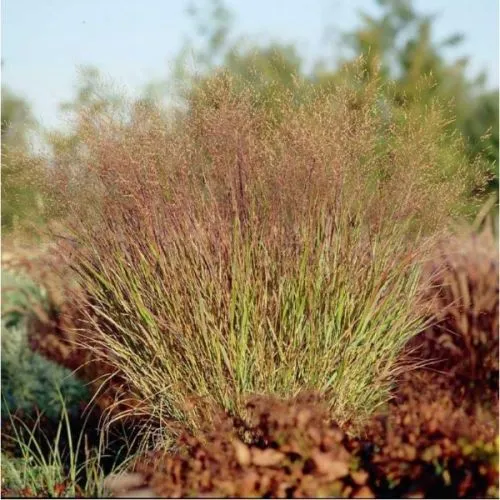 Panicum mix - c2 l