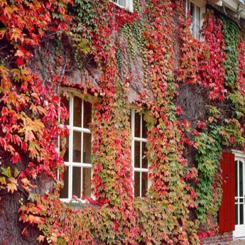 Parthenocissus mix - c2 l