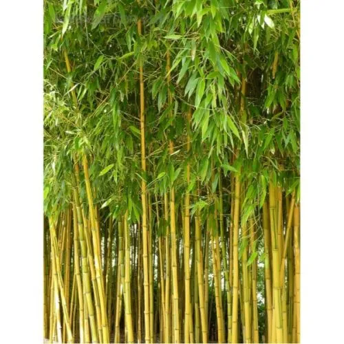 Phyllostachys aurea - c18 l - 150/200 cm