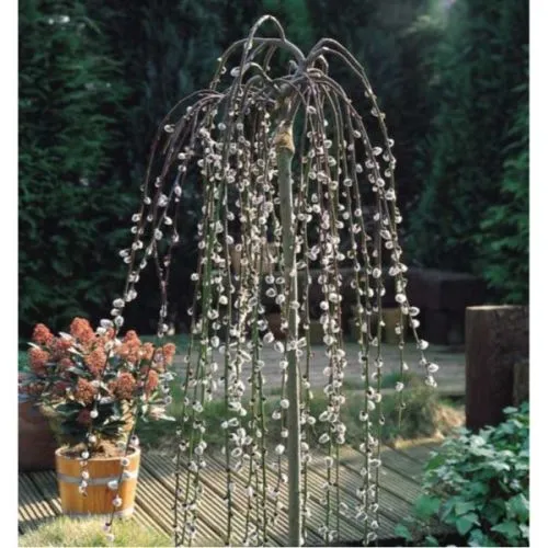 Salix mix - c5 l - kalem 100 cm