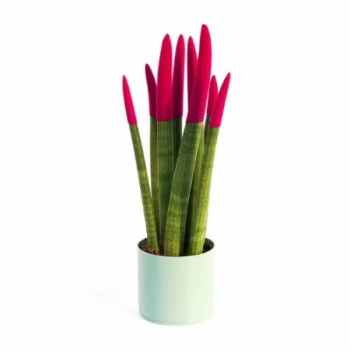 SANSEVERIA CYLI. CERAMIC VELVET 08/33