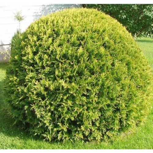 Thuja sp. Kuglasta - c3 l - 20/40 cm