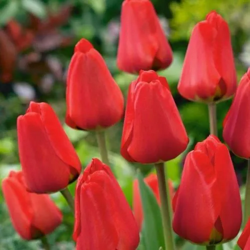 Tulipa Apeldoorn 5/1