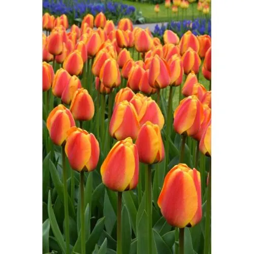Tulipa Apeldoorn's elite 5/1