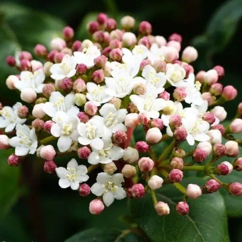 Viburnum tinus - c3 l - 40/50 cm