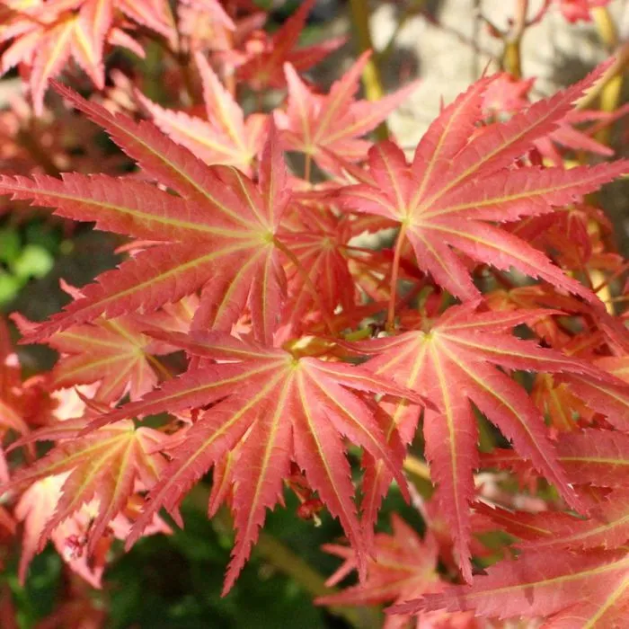 Acer palmatum 'Brown Sugar' - C2L - 30/50 cm