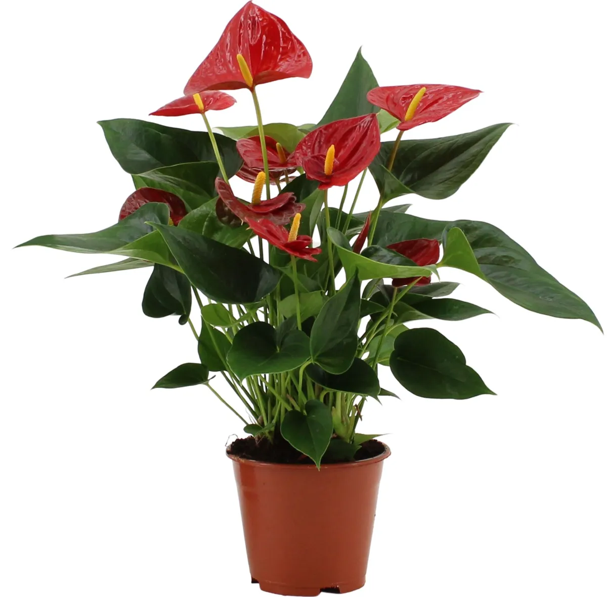 Anthurium mix - saksija 12 cm / visina 45 cm