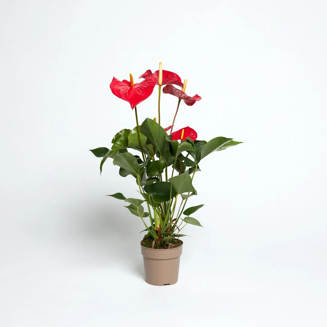 Anthurium Red - saksija 12 cm / visina 45 cm