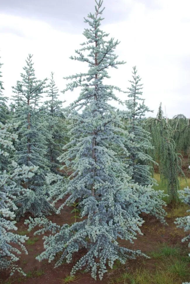Cedrus atlantica 'Glauca' - C2L - 60/80 cm