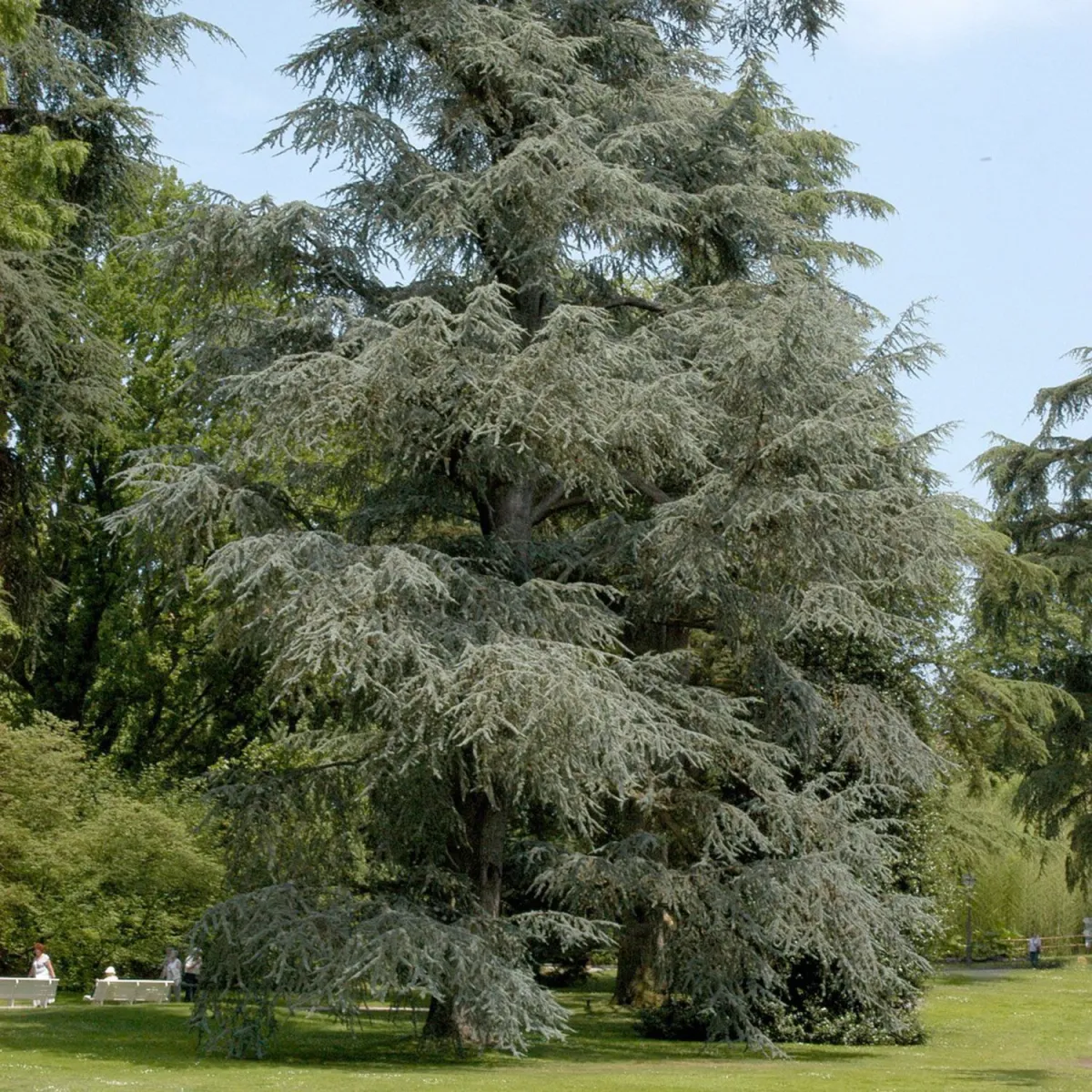 Cedrus atlantica 'Glauca' - C4 L - 20/40 cm