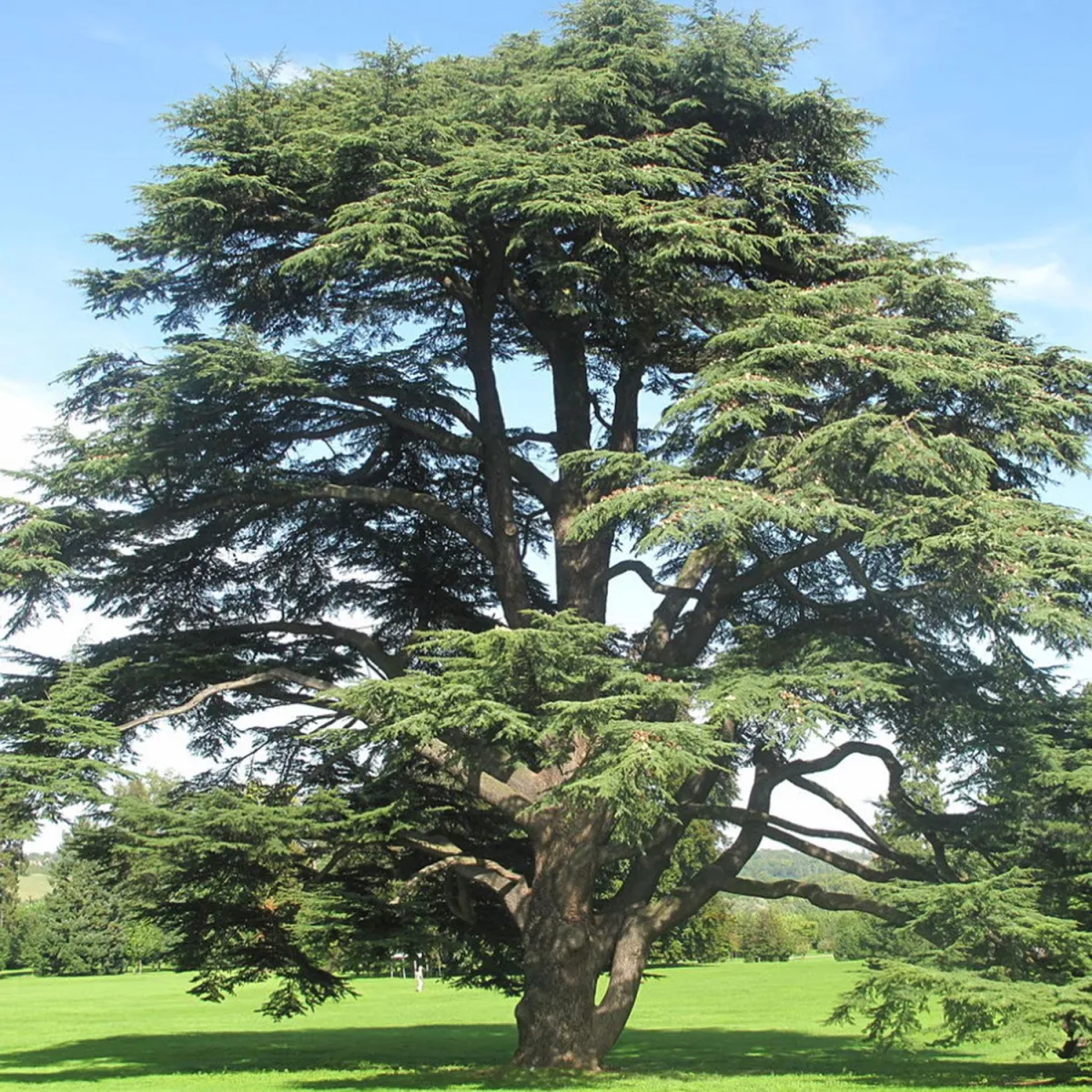 Cedrus atlantica - C18 L - 100/125 cm