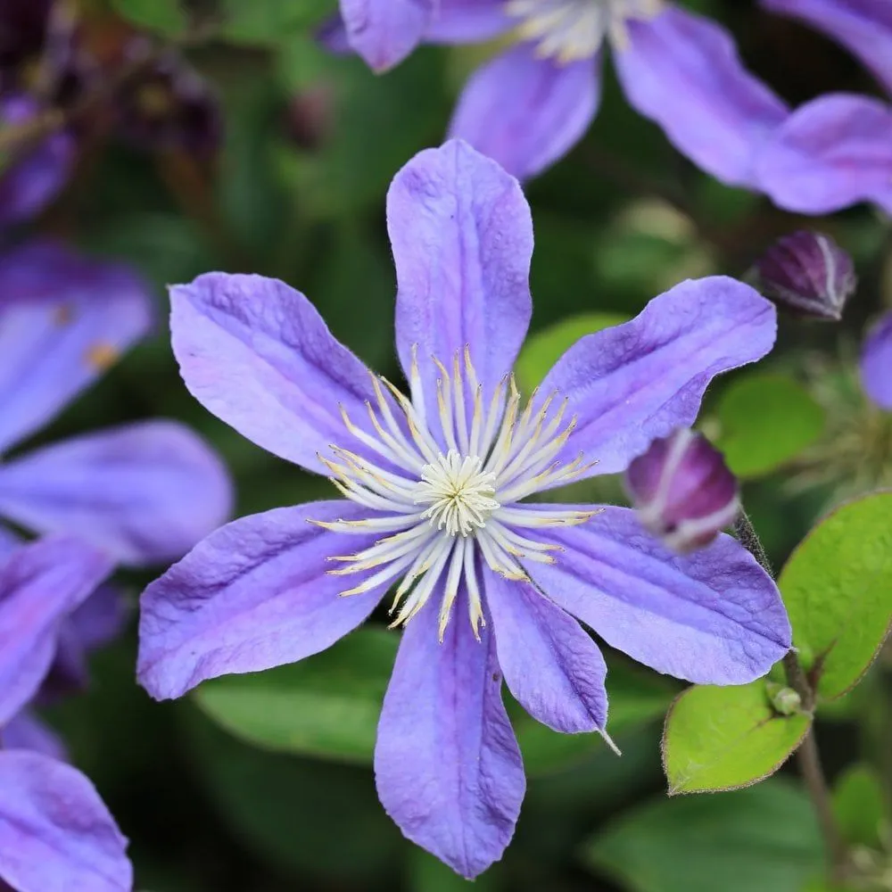 Clematis 'Arabella' - C2 L - 40/60 cm