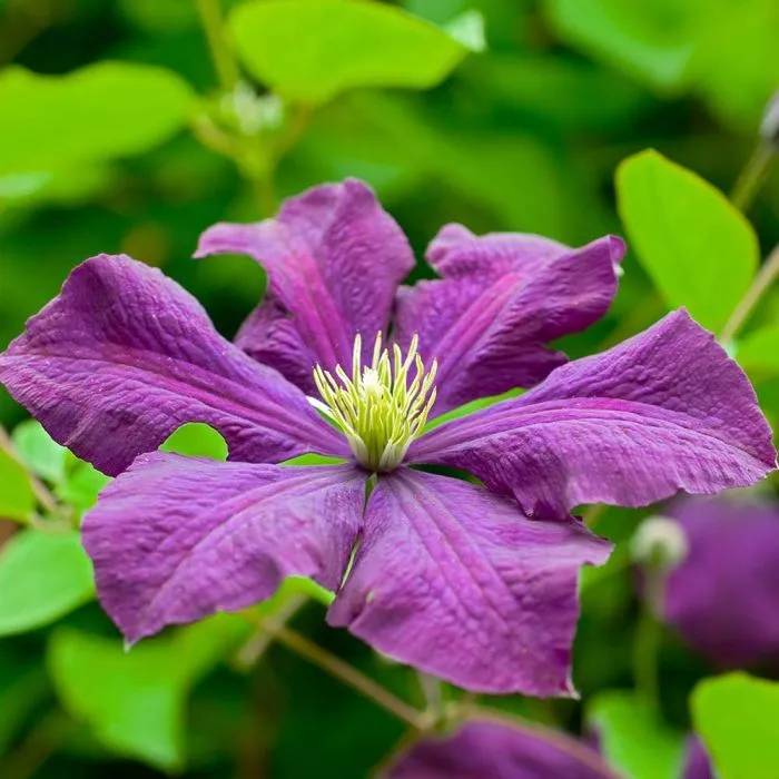 Clematis 'Jackmanii' - C2 L - 40/60 cm