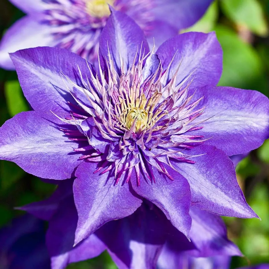Clematis 'Multi Blue' - C2 L - 70 cm