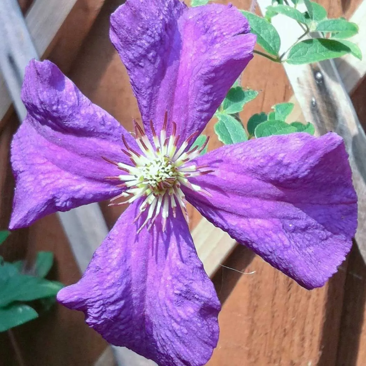 Clematis 'Polish Spirit' - C2 L - 70 cm