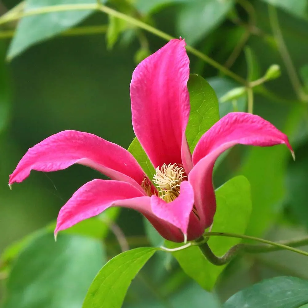 Clematis 'Princess Diana' - C2 L - 40/60 cm
