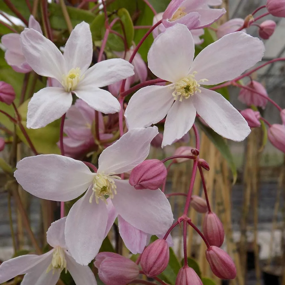 Clematis arm. 'Apple Blossom' - C2 L - 70 cm
