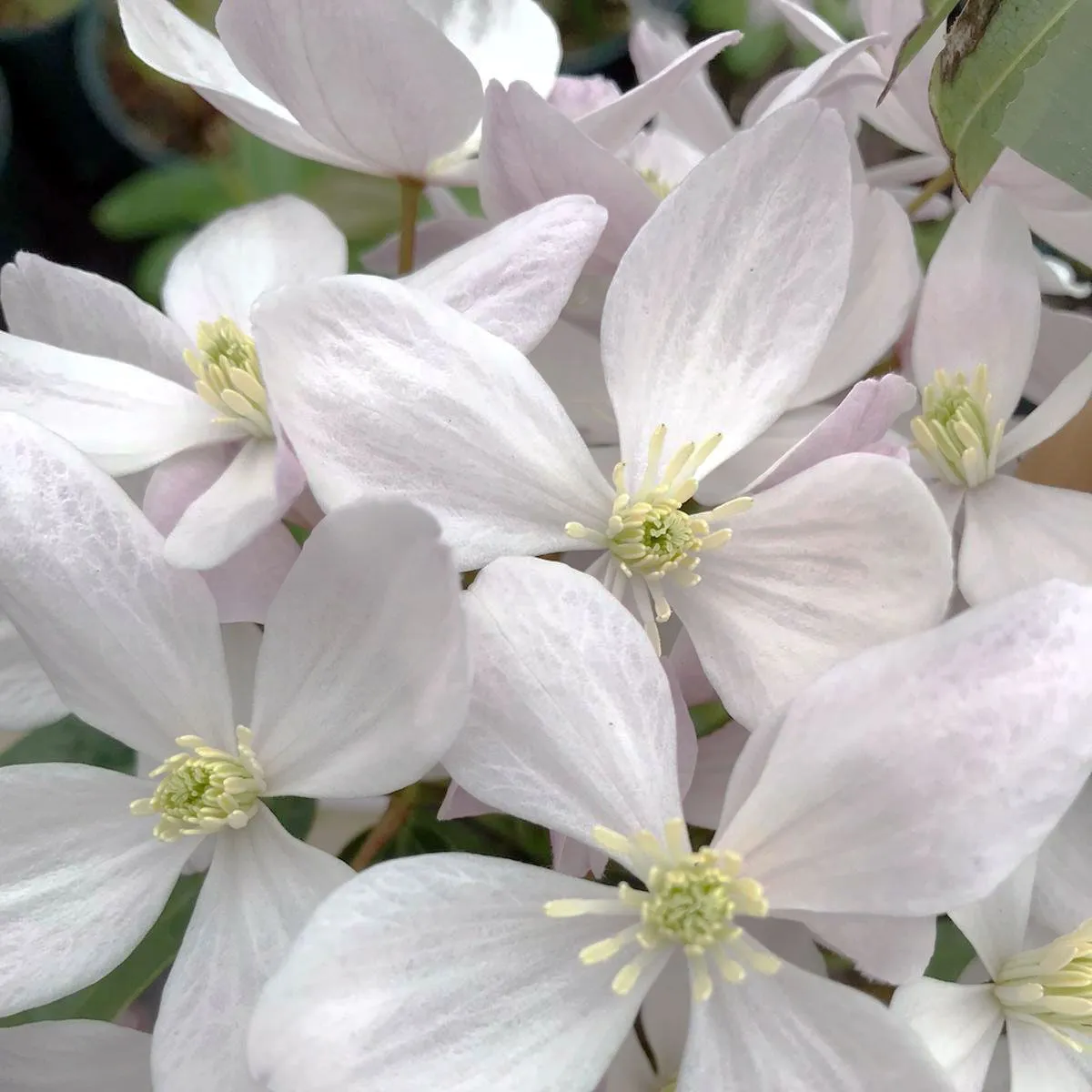 Clematis arm. 'Henderson Rubra' - C1.5 L - 50/60 cm
