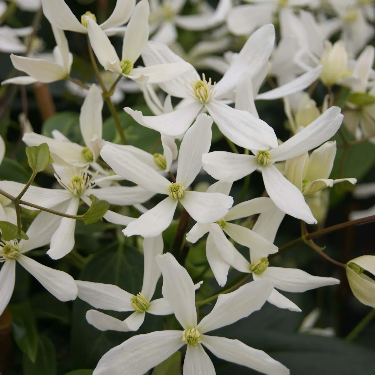 Clematis arm. 'Snowdrift' - C1.5 L - 50/60 cm