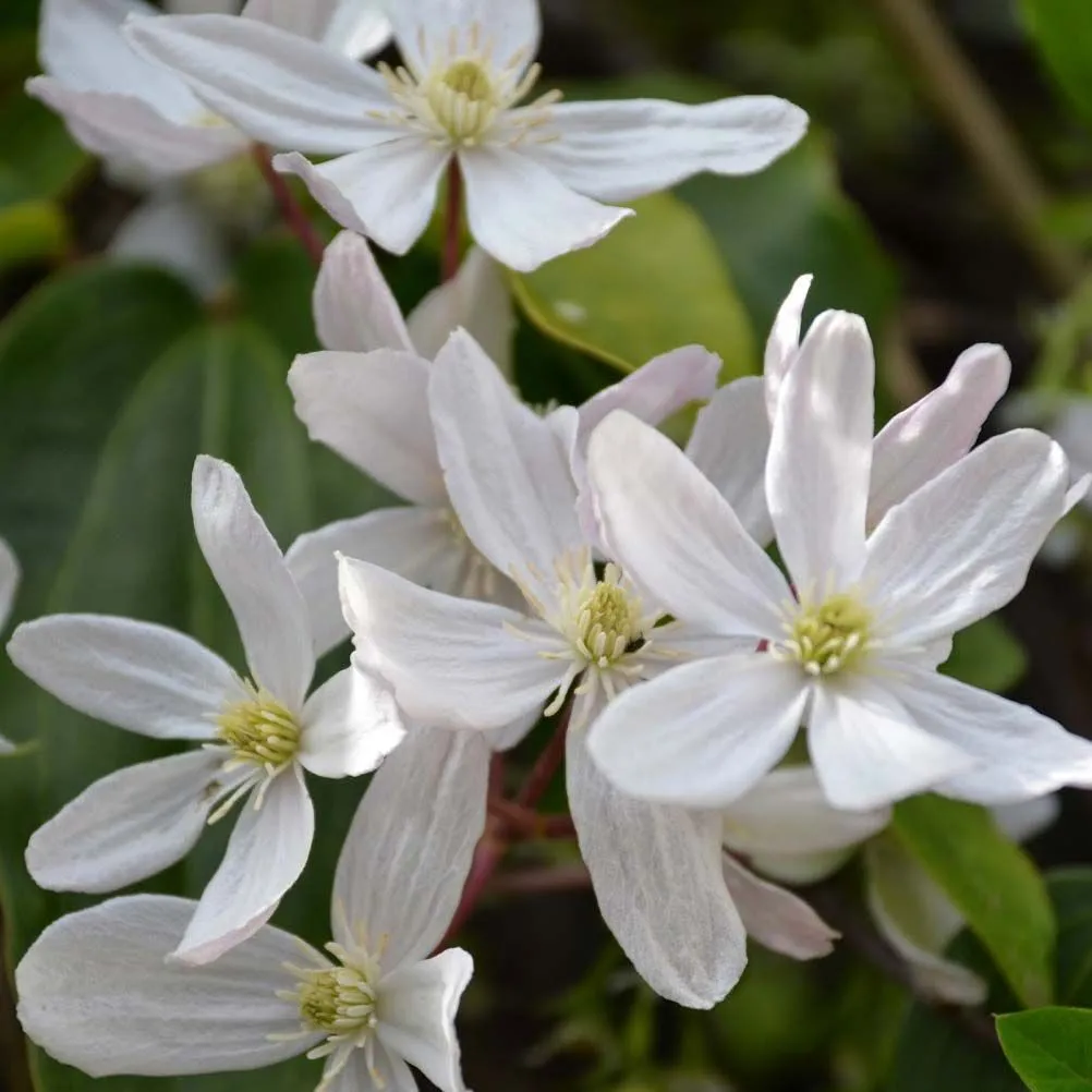 Clematis armandii - C2 L - 60/100 cm
