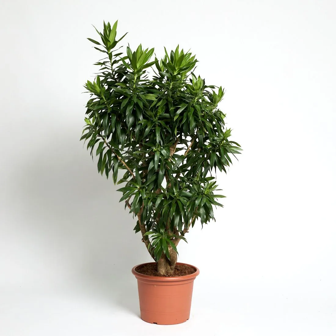 Dracaena reflexa vertakt - saksija 40 cm / visina 150 cm