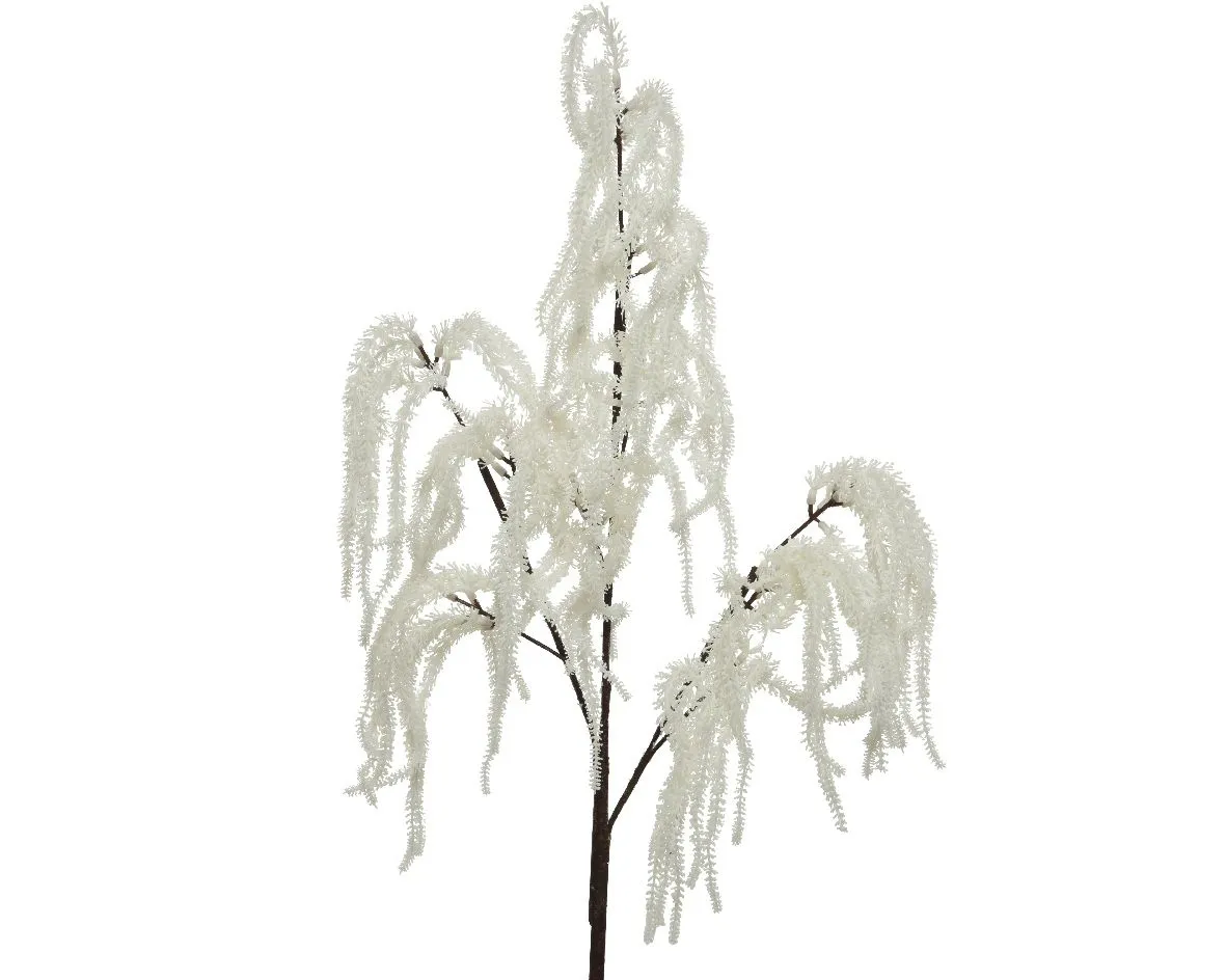 Grana - amarantus bela - 85 cm