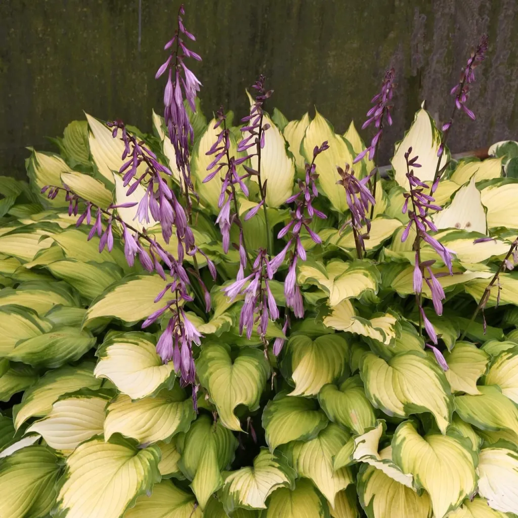 Hosta ' Lady Guinevre' - P11