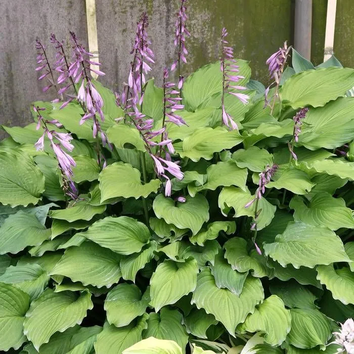 Hosta 'Elisabeth' - P11 -0/10 cm