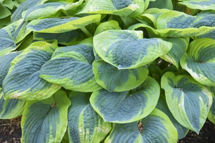 Hosta 'Frances Williams' - P11 - 0/10 cm
