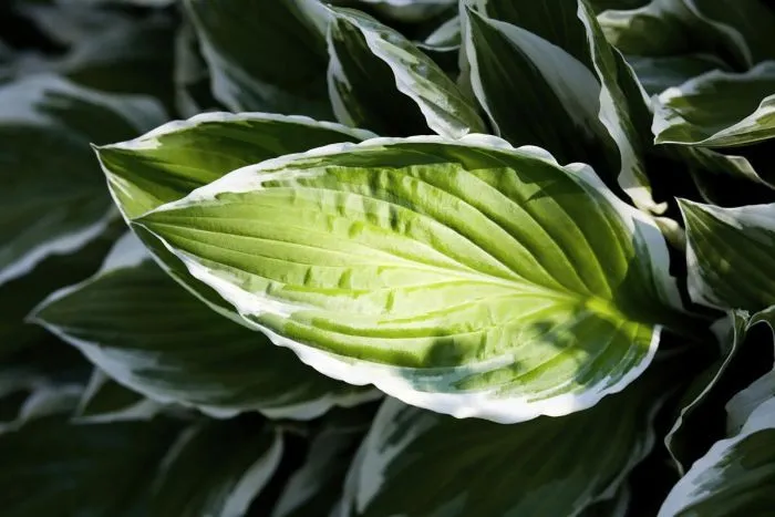 Hosta 'Frozen Margarita' - P11 -0/10 cm