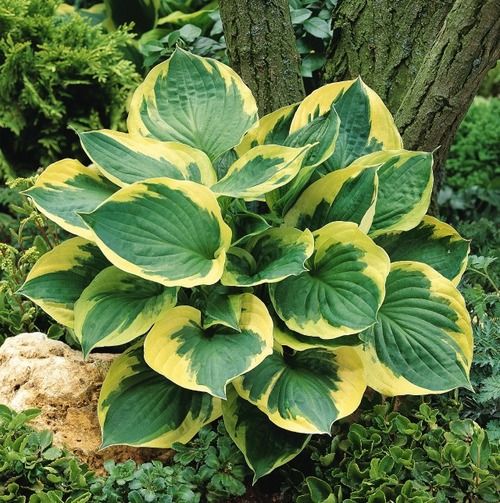 Hosta 'Twilight' - P11 -0/10 cm