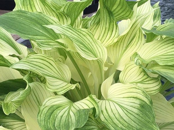 Hosta 'White Feather' - P11 - 0/10 cm