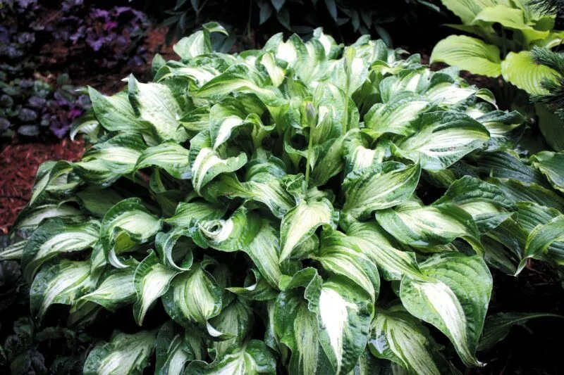 Hosta undulata 'Medio Variegata' - P11 -0/10 cm