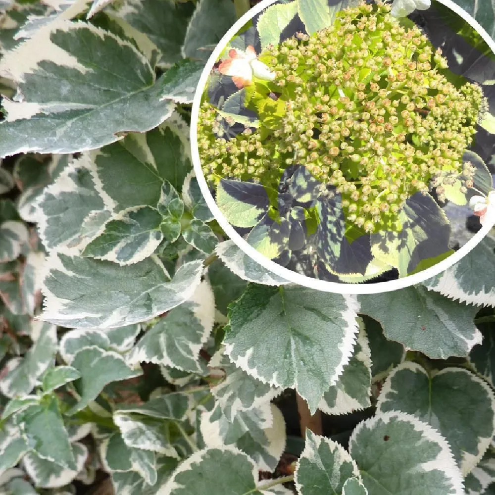 Hydrangea anomala 'Silver Lining' - C2 L - 40/50 cm