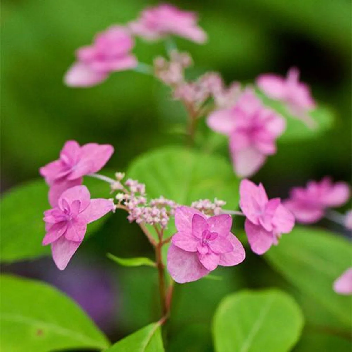 Hydrangea anomala subsp. glabra 'Crûg Coral' - C2 L - 40/50 cm