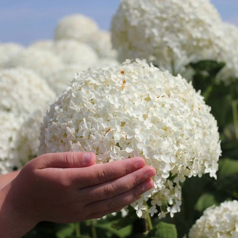 Hydrangea arborescens 'Annabelle' - C5 L - 30/40 cm