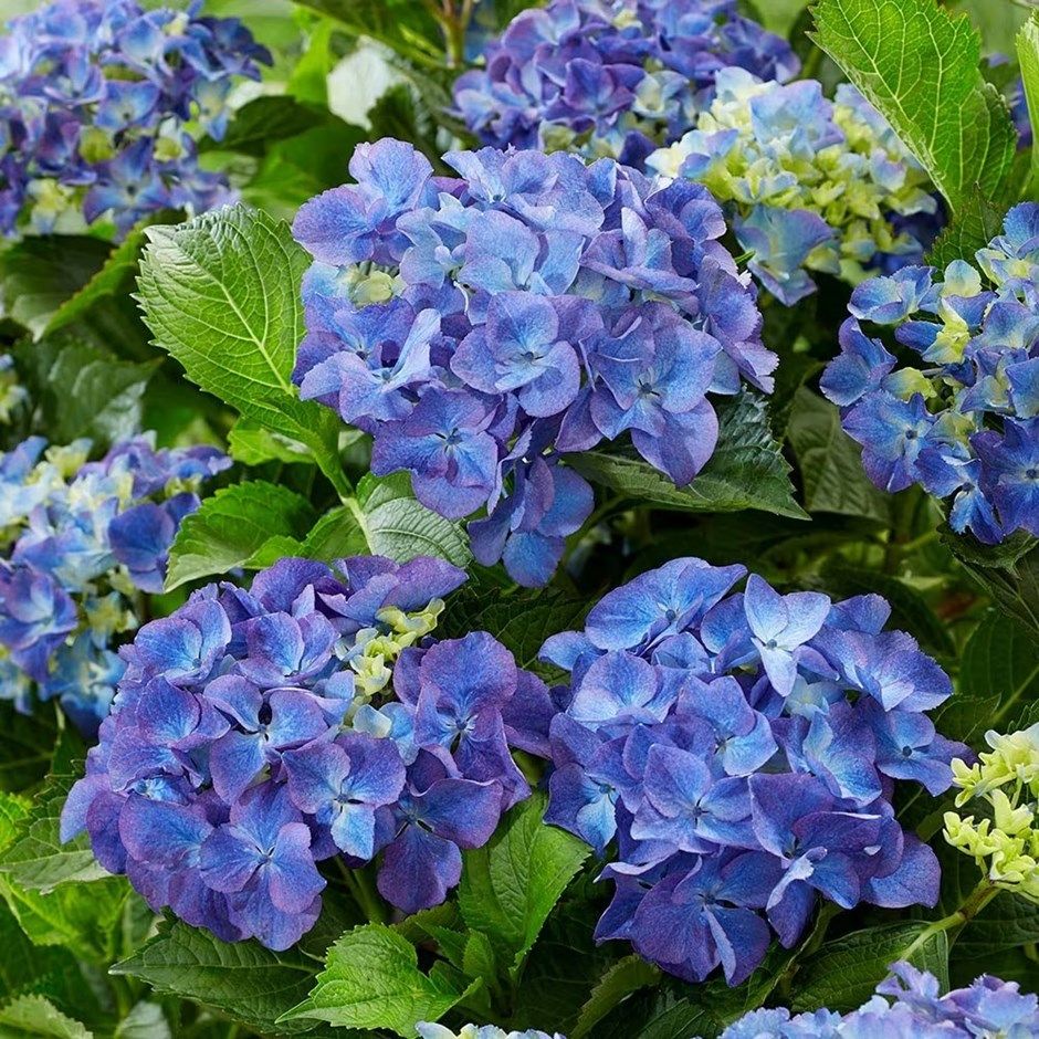 Hydrangea macrophylla 'Blue Power' - C2L - 25/30 cm