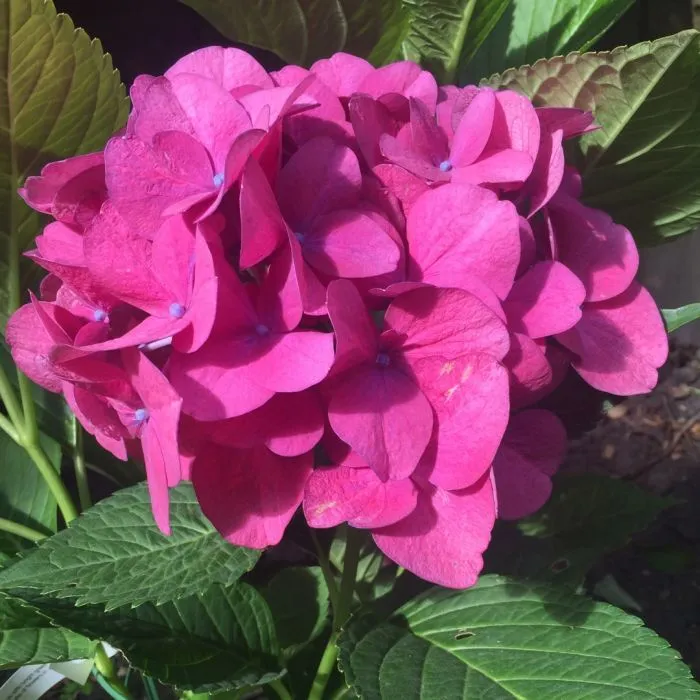 Hydrangea macrophylla 'Doris' - C2L - 25/30 cm