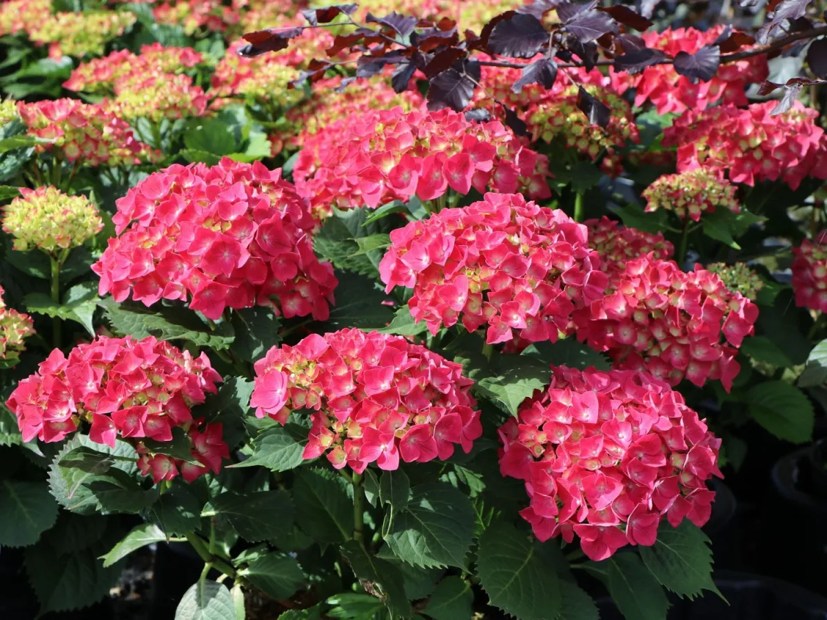 Hydrangea macrophylla 'Leuchtfeur' - P15 - 20/30 cm