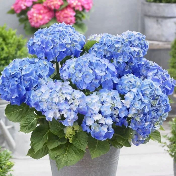 Hydrangea macrophylla 'Little Blue' - P15 - 25/30 cm