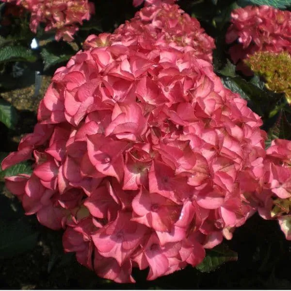 Hydrangea macrophylla 'Red Angel' - C2L - 25/30 cm