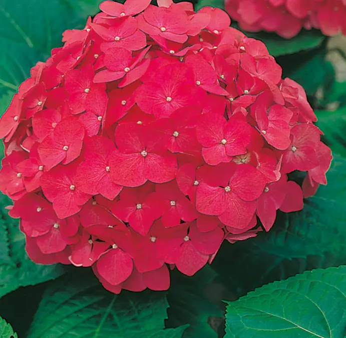 Hydrangea macrophylla 'Red Power' - P15 - 25/30 cm