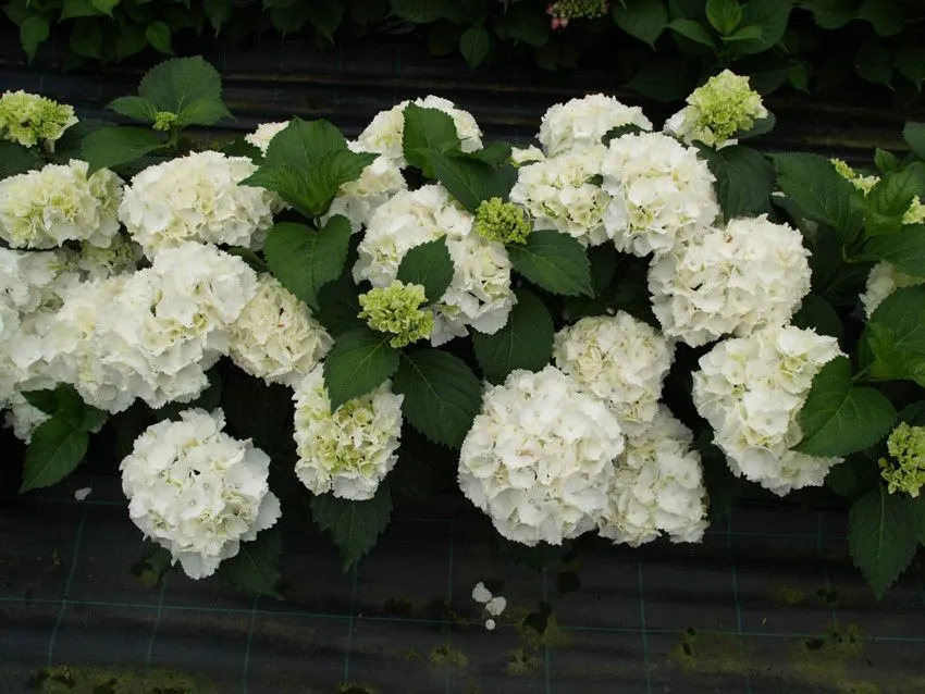 Hydrangea macrophylla 'Schneeball' - C2L - 40/60 cm
