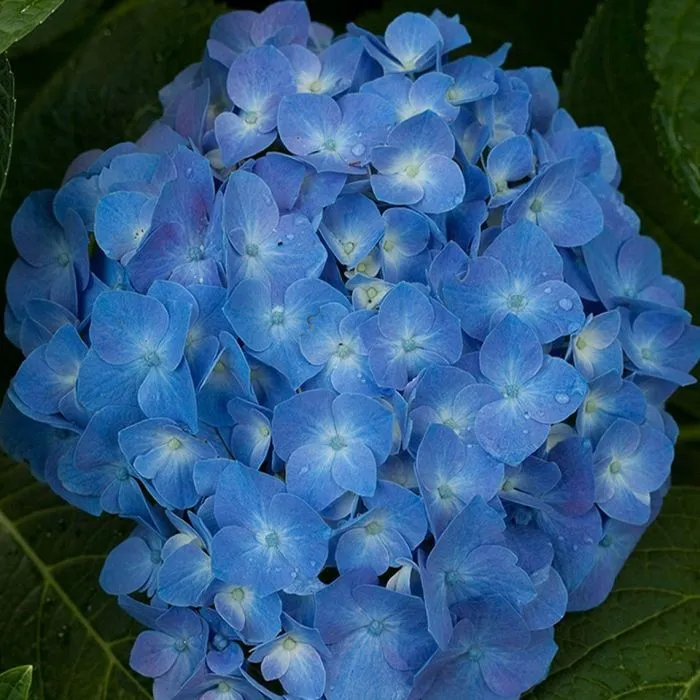 Hydrangea macrophylla 'Soft Blue Power' - C2L - 30/40 cm