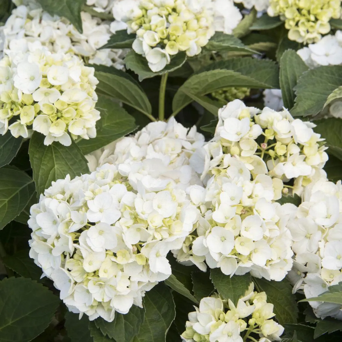 Hydrangea macrophylla - Bela - C 1.5 L - 30/40 cm