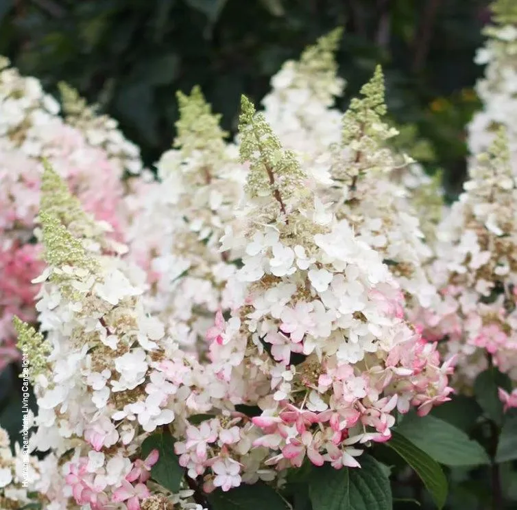 Hydrangea paniculata 'Candlelight' - C3 L - 30/40 cm