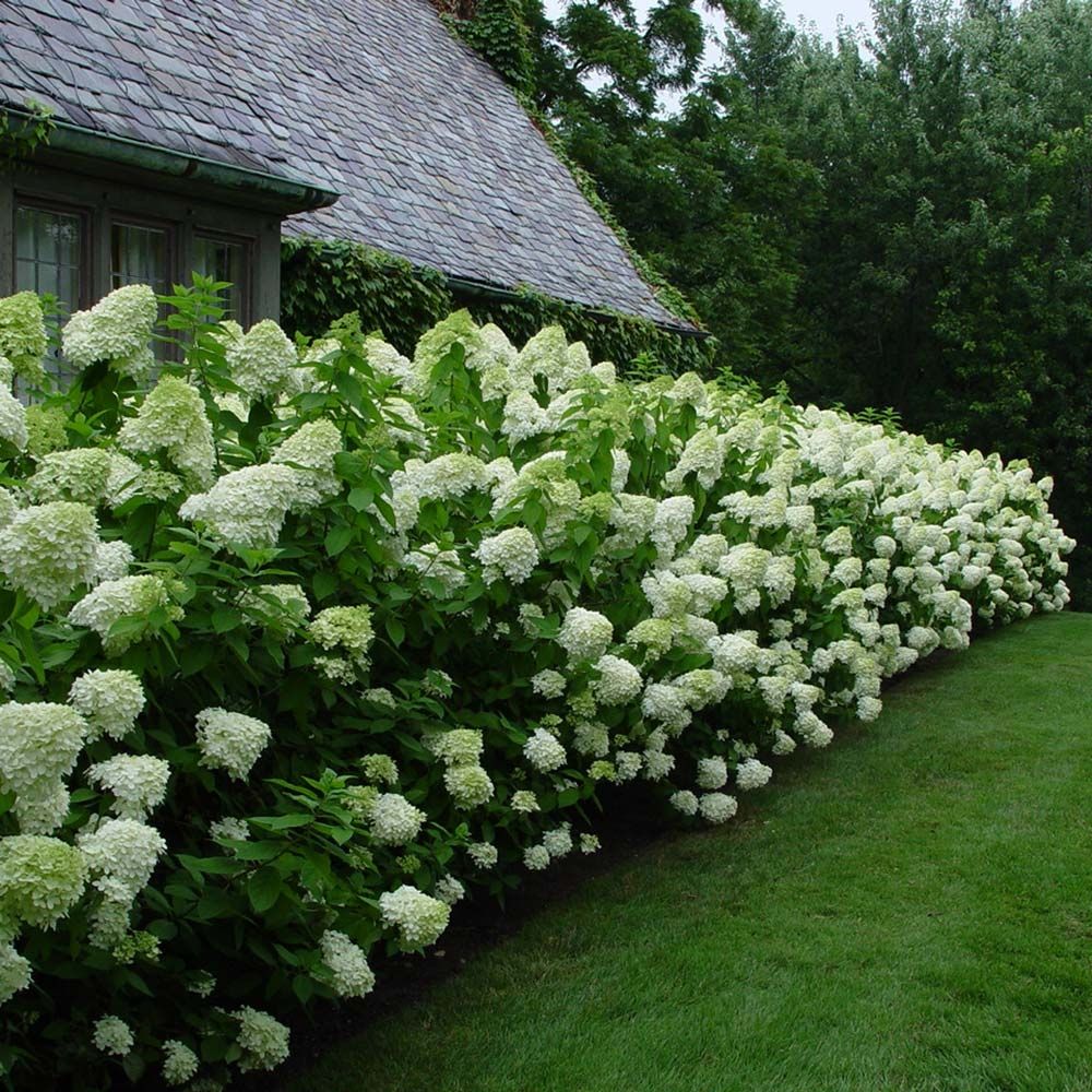 Hydrangea paniculata 'Limelight' - C7.5 L - Kalem 90 cm
