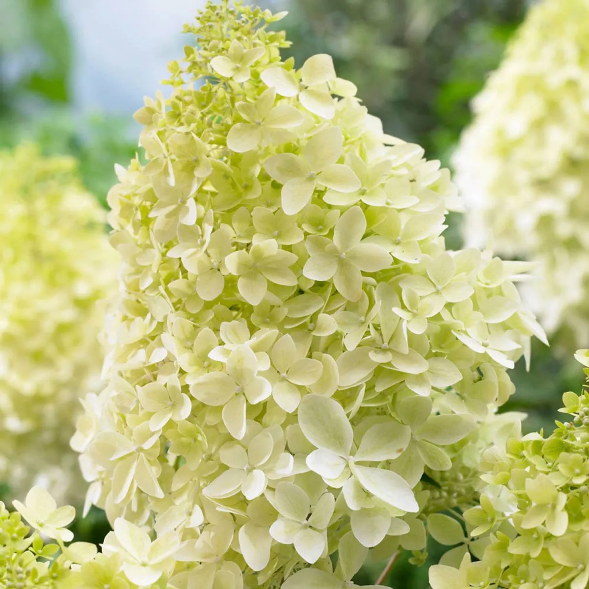 Hydrangea paniculata 'Phantom' - C 7.5 L - Kalem 90 cm